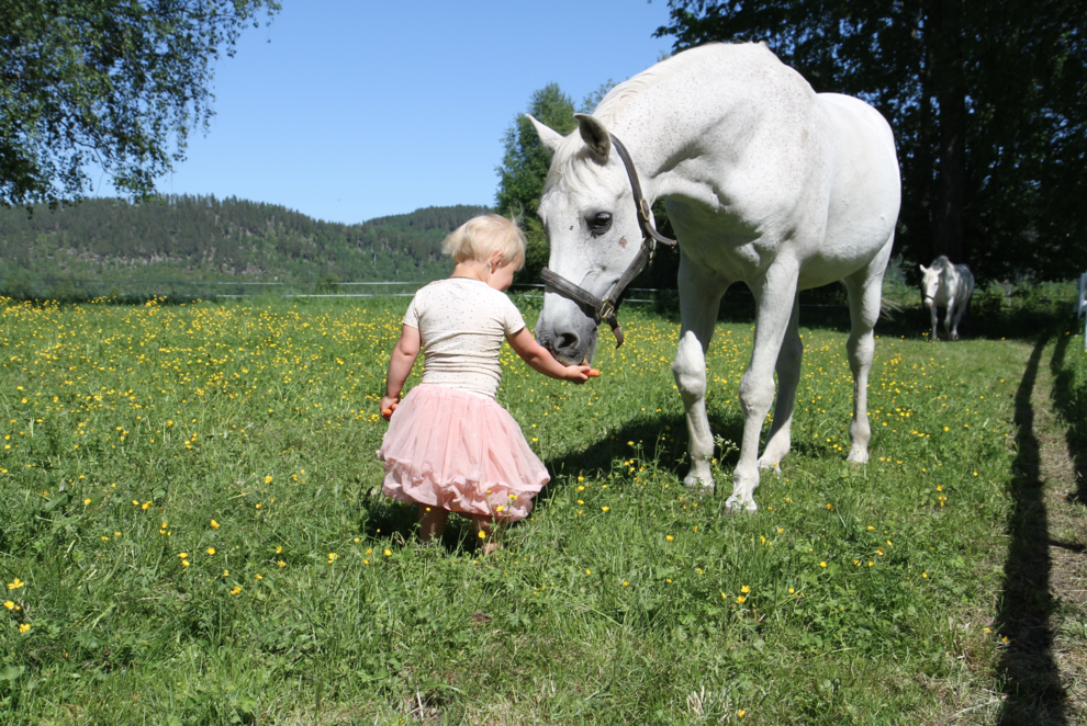 liten jente stor hvit hest