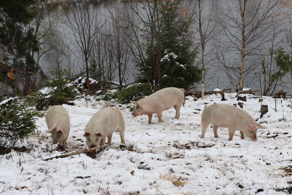 stressfri hjemmeslakt økologisk gris det snø gutt