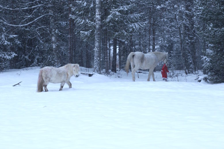 nisse jente snø vinter winter snow girl pony horse