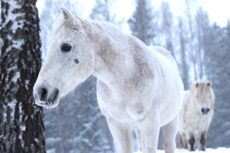white horses snow