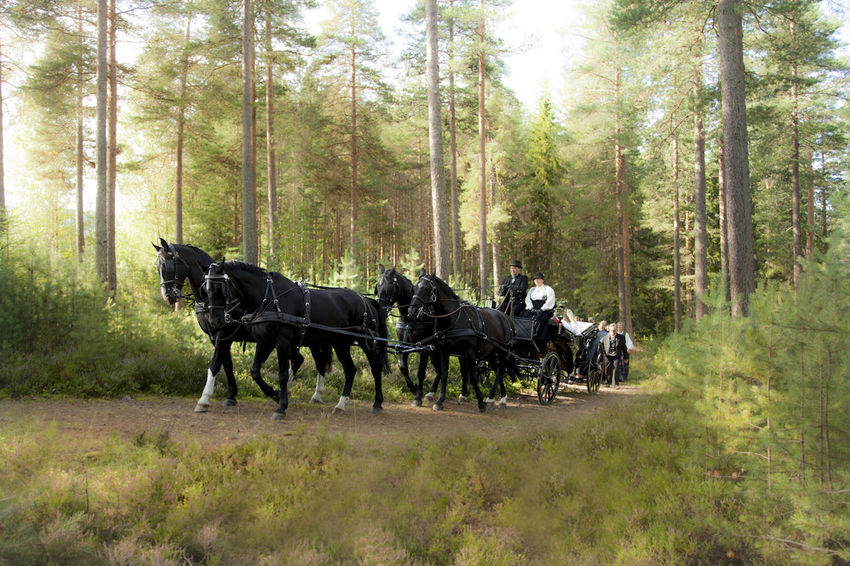 hest og vogn skog