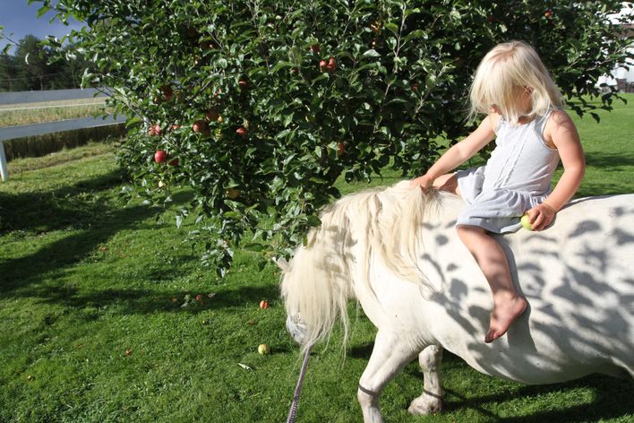 hest jente epleslang gardsliv
