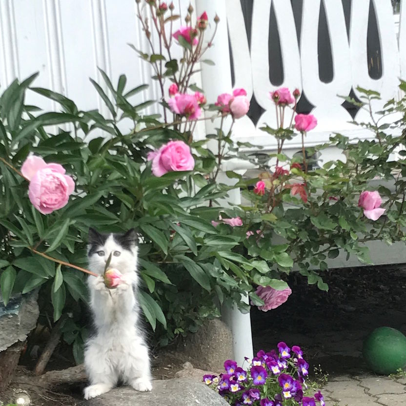 kattunge blomstr