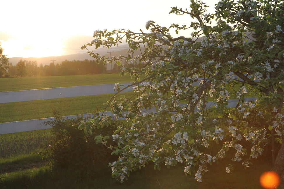 epletræ i solnedgang 