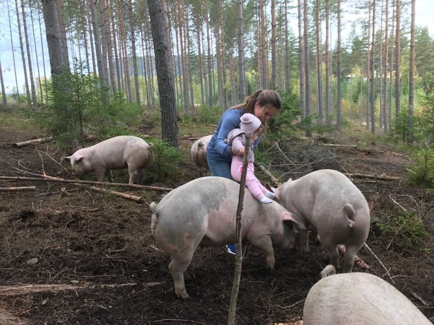 gris skinnes økologisk utegris