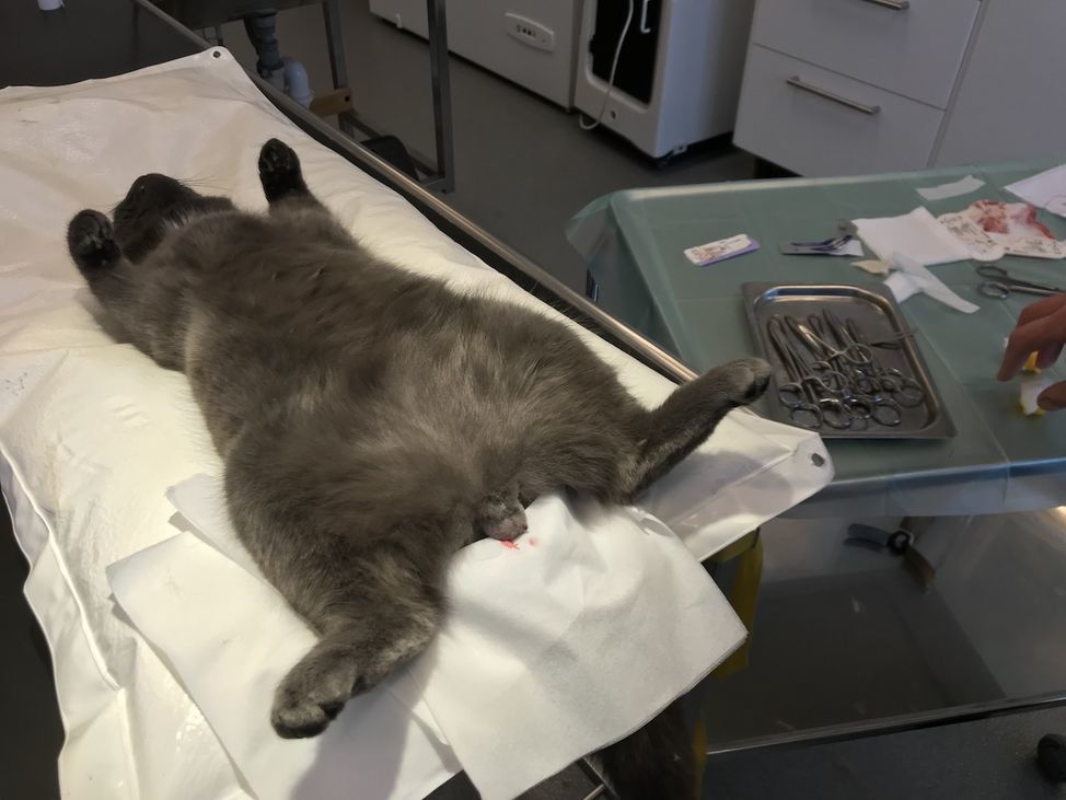 sterilisering av katt 