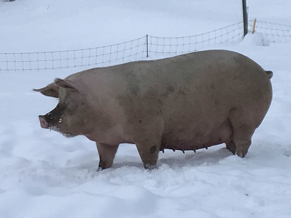 gris i snø