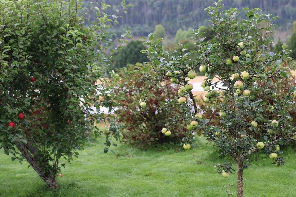 eplehagen