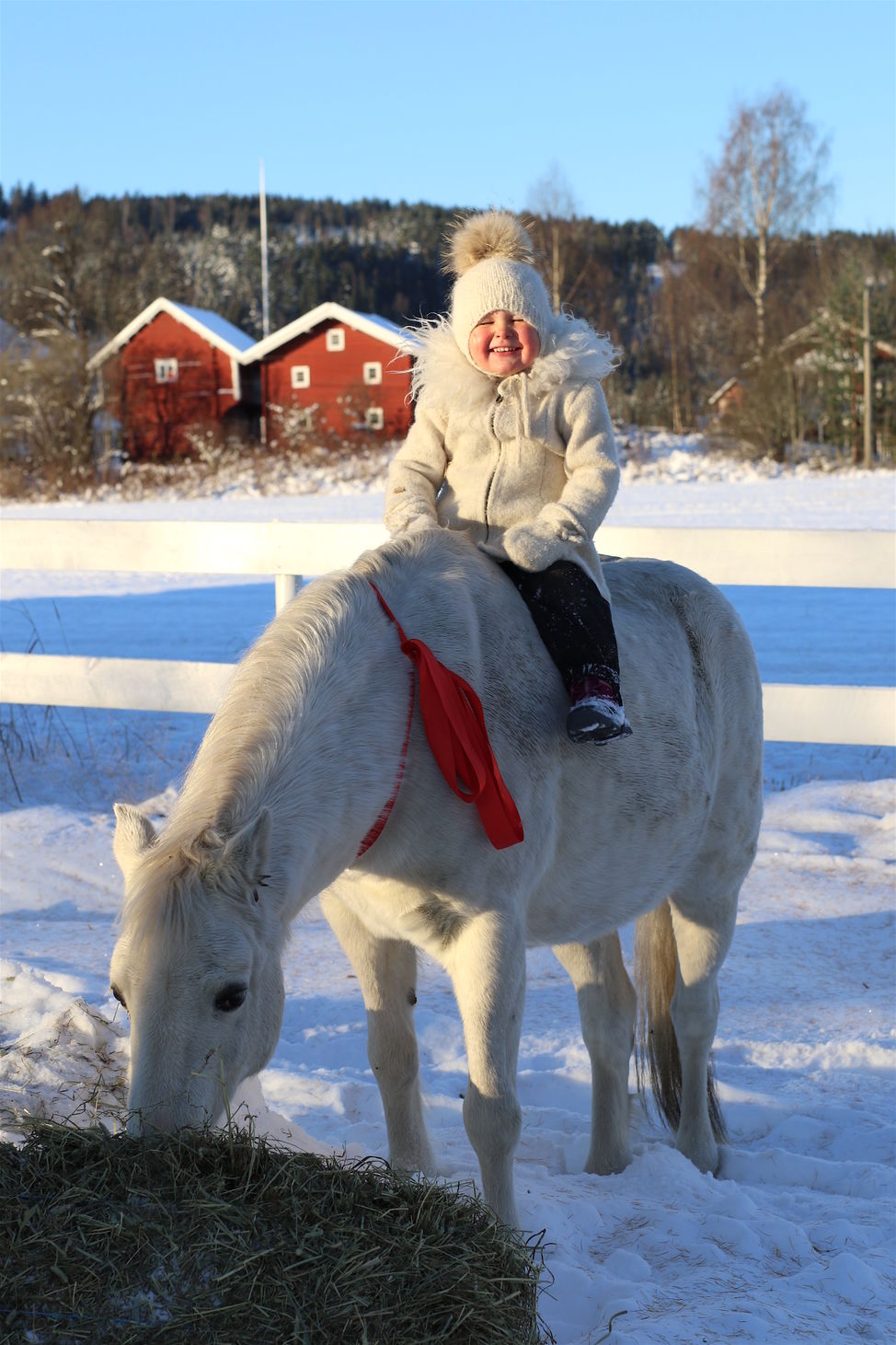 hest julekort
