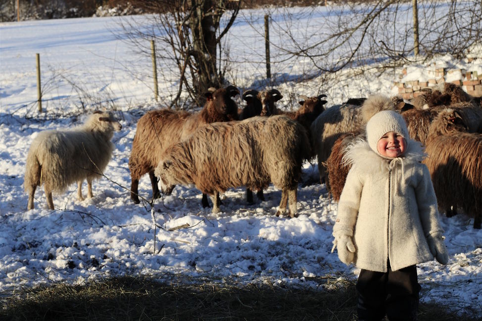 sau jente vinter