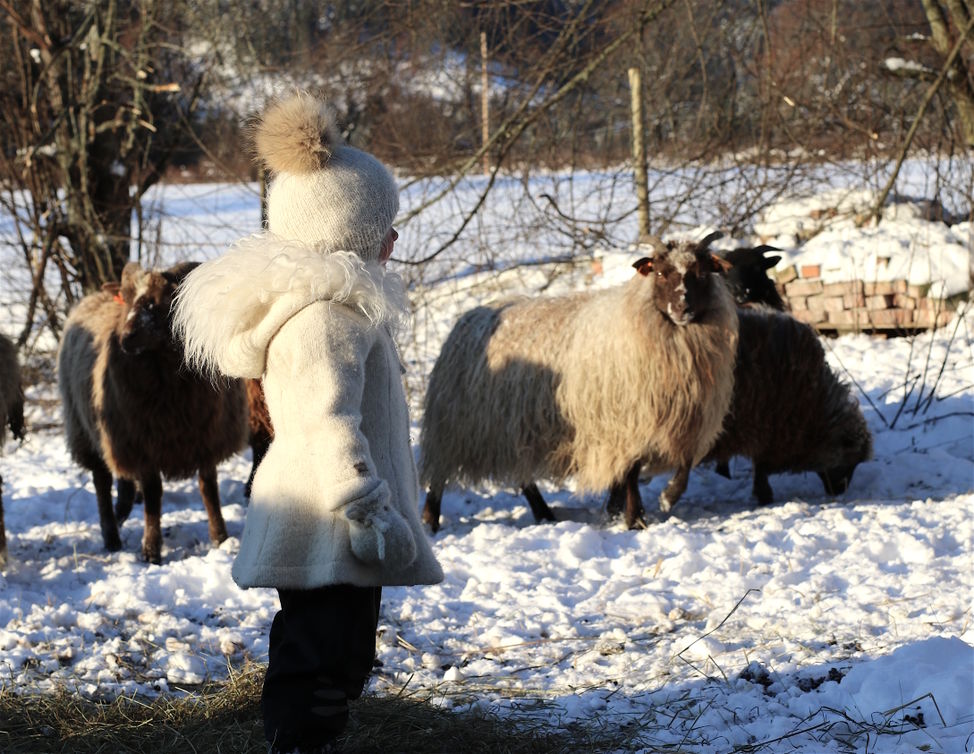 sau julebilde