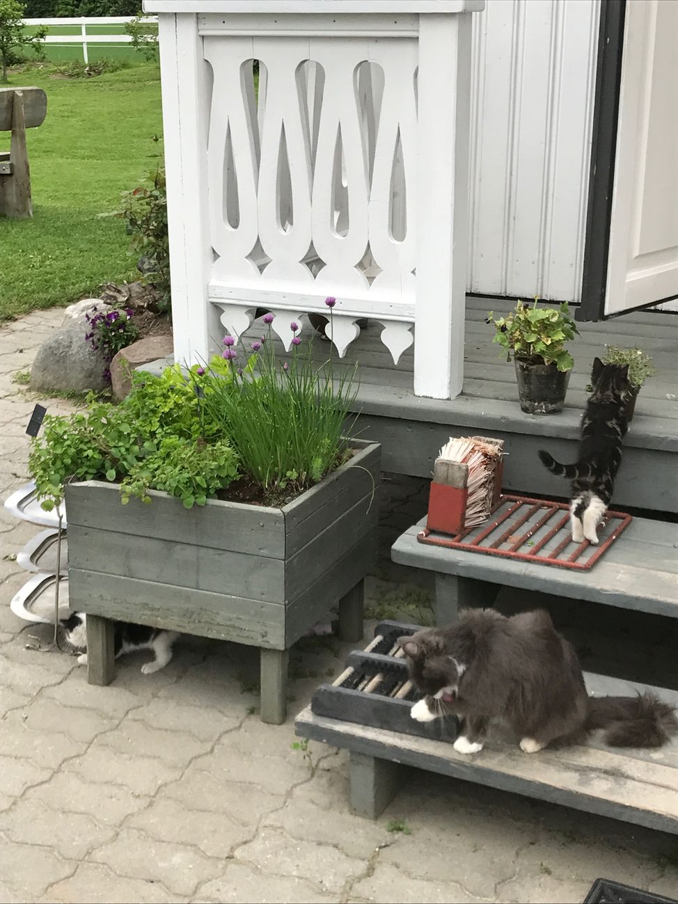 kattunger