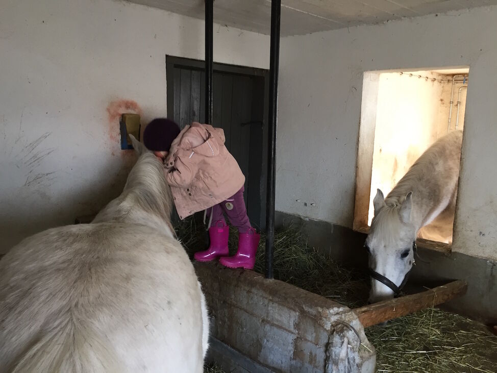 Hvit hest