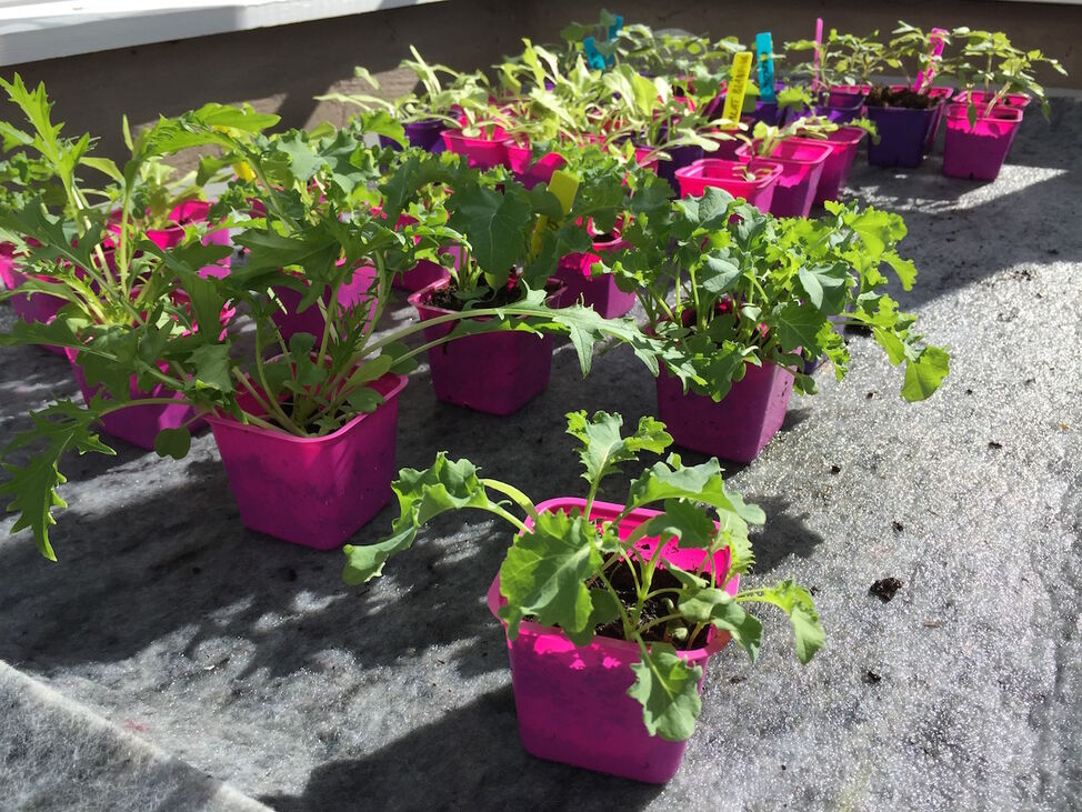 planter i drivhus