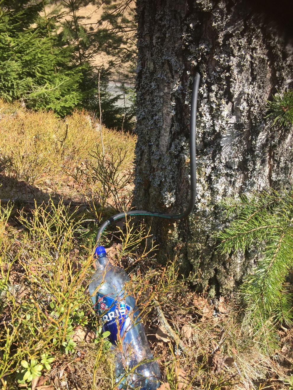 bjørkesaft