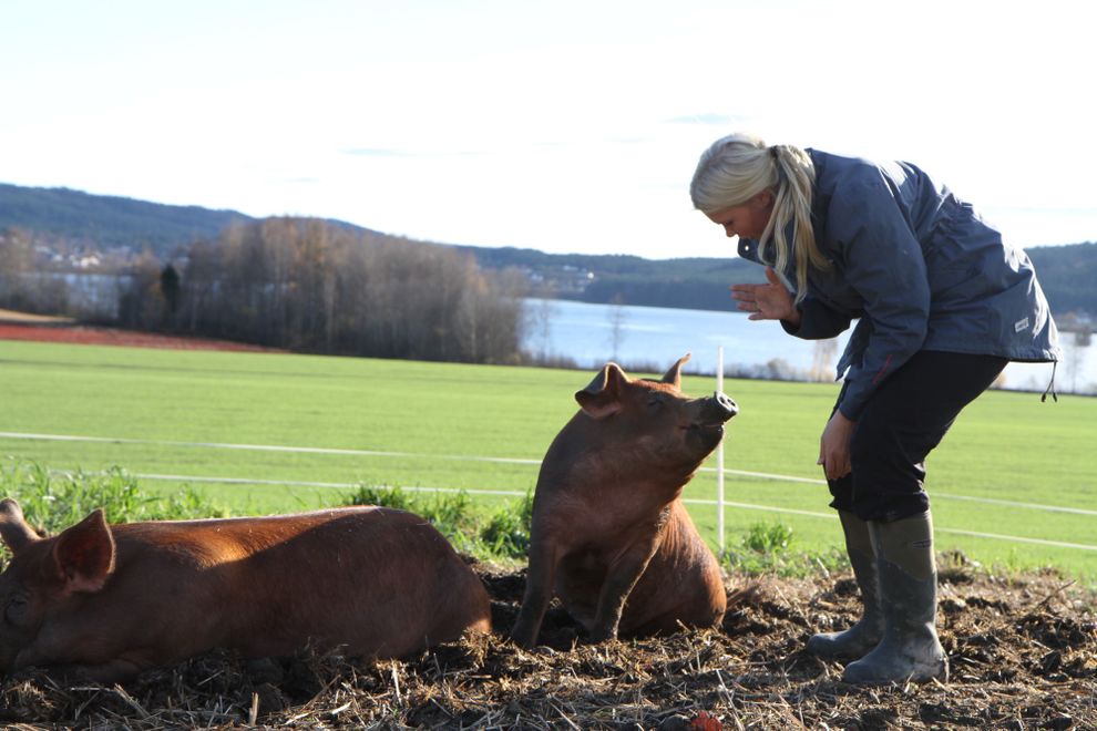 Live Svalastog Skinnes HappyPig