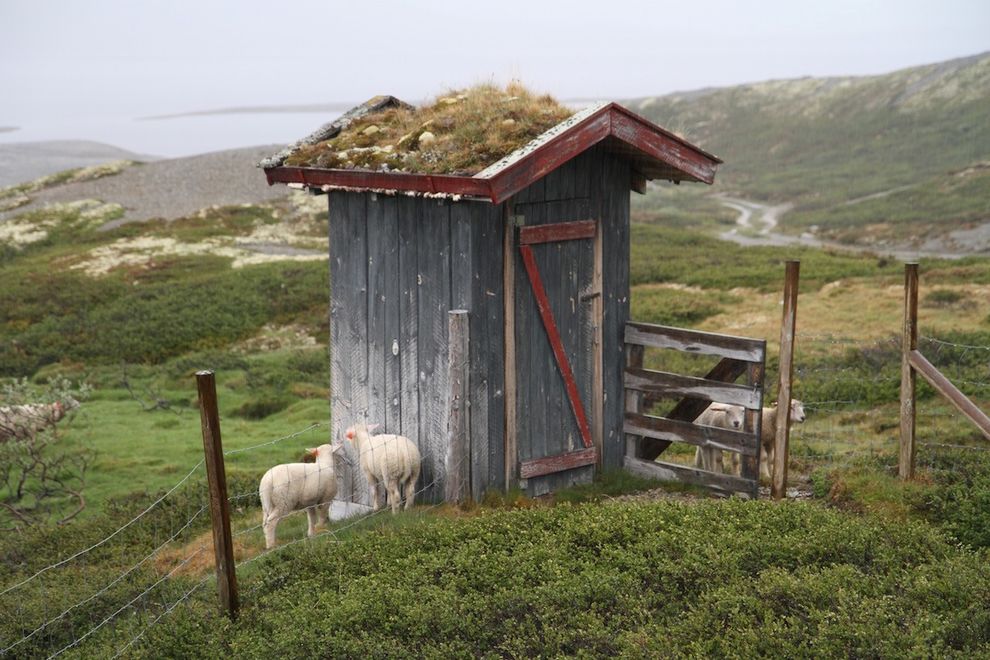 sauer vil ikke bli våte