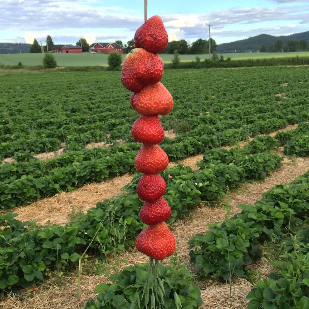 jordbær på strå