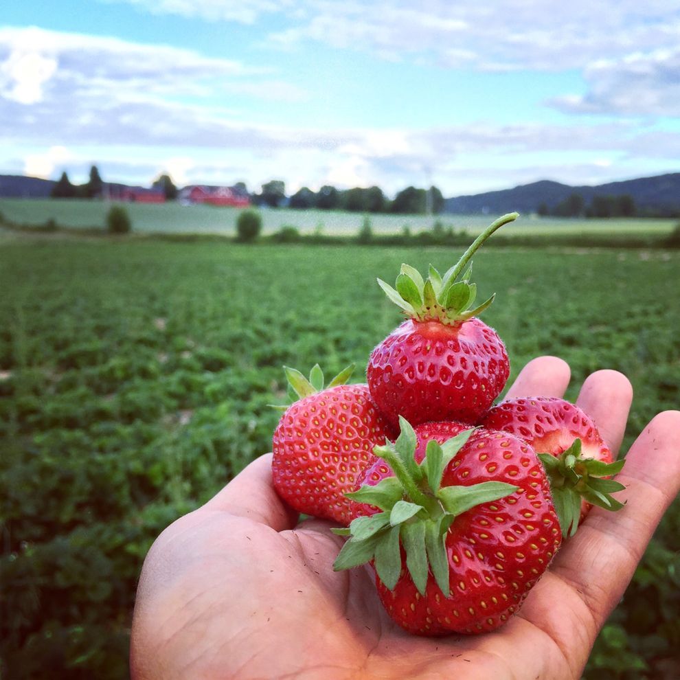 jordbær på åker