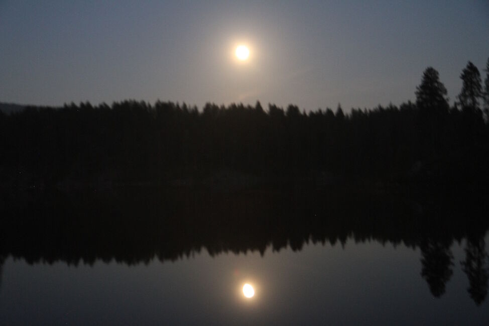 fullmåne i skogen