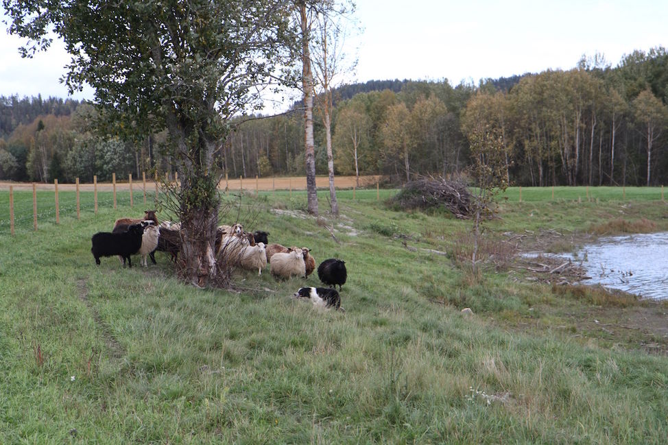 flytting av sau gjeterhund