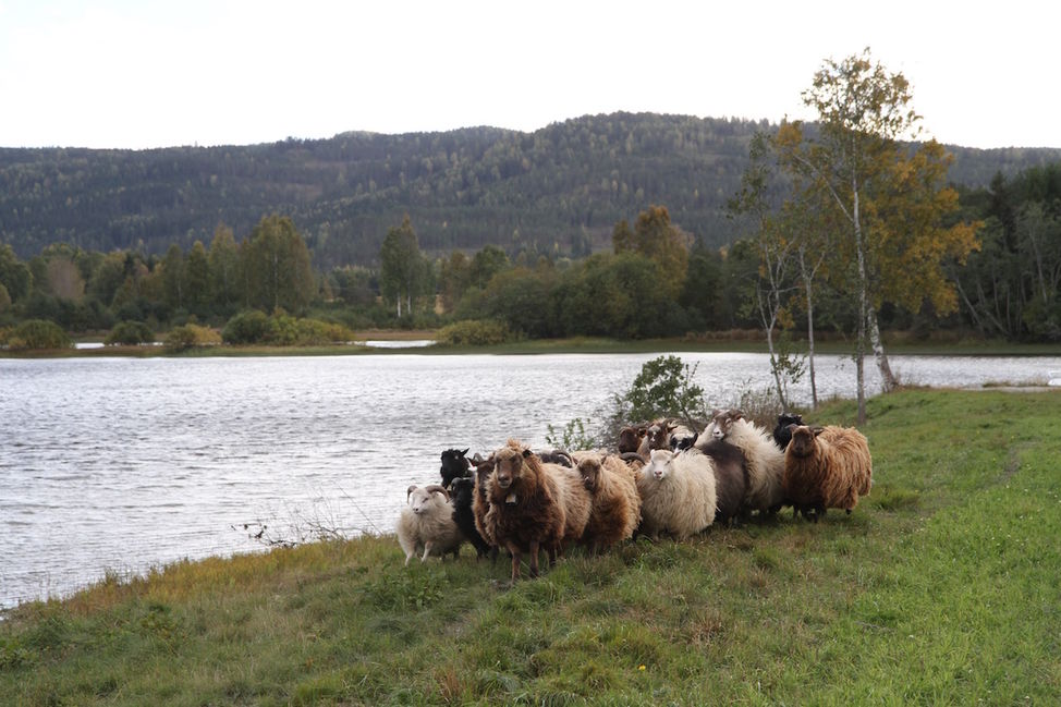 flytting av sau