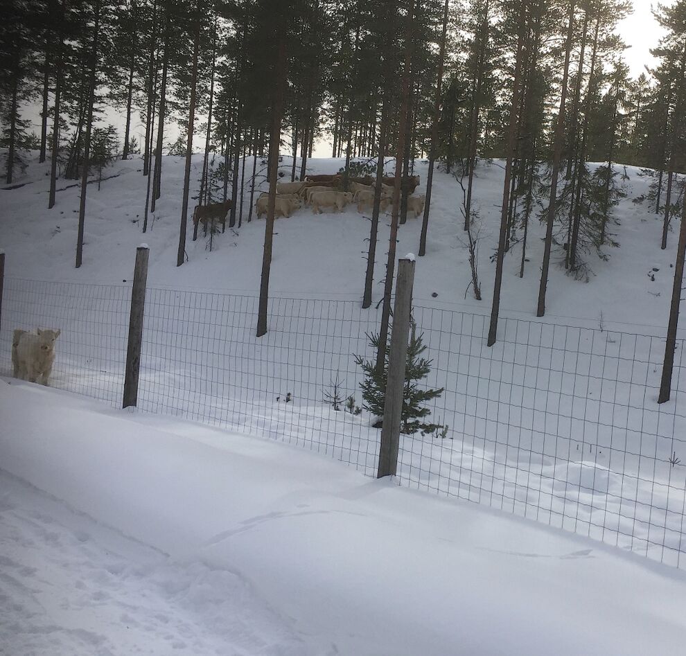 kuer snø gjerde