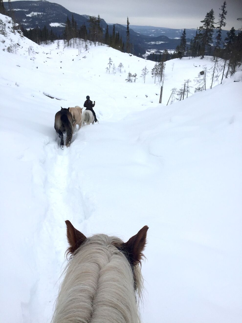 ridetur skog elg