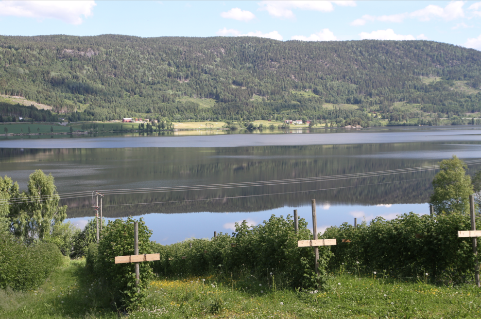 bringebær