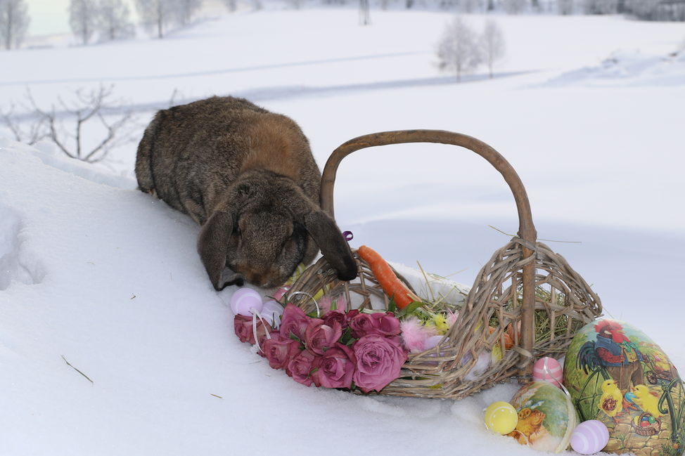 påskehare easterbunny real bunn easterbasket kanin påske snø