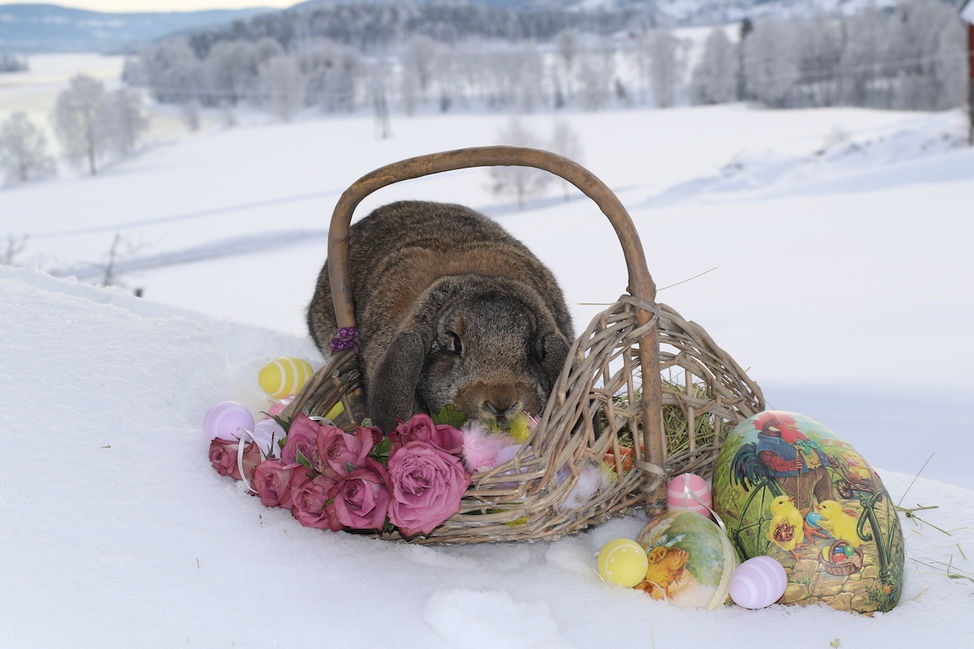 påskehare easterbunny real bunn easterbasket kanin påske snø