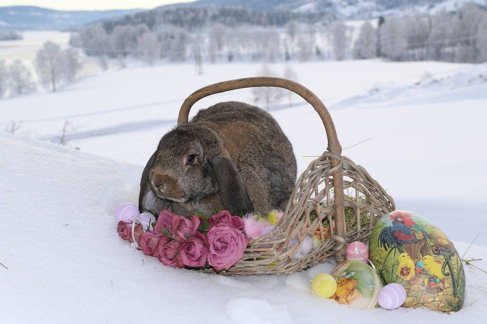 påskehare easterbunny real bunn easterbasket kanin påske snø