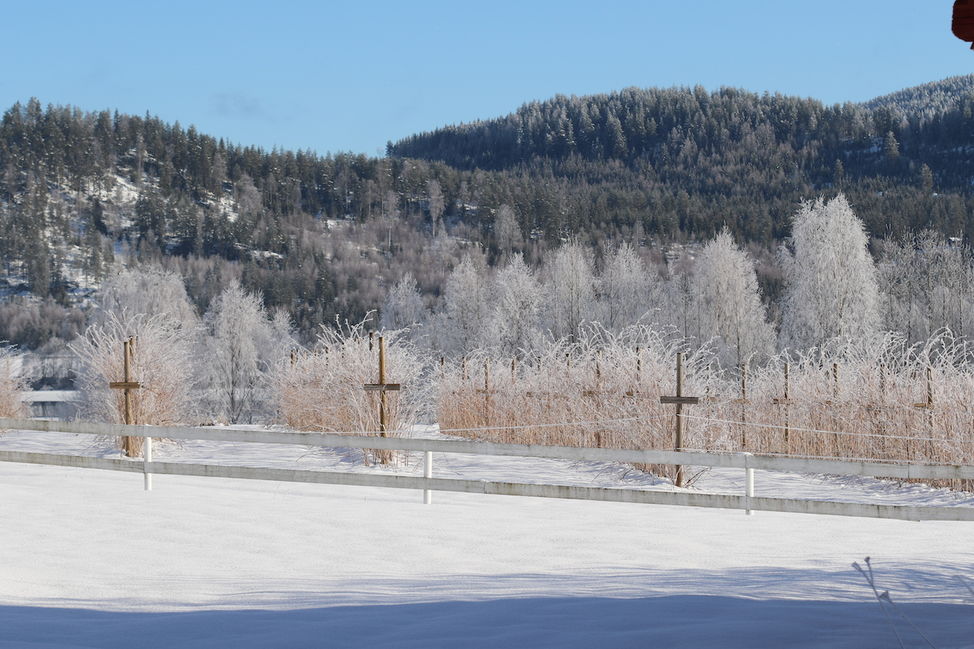 bringebær i vinter 