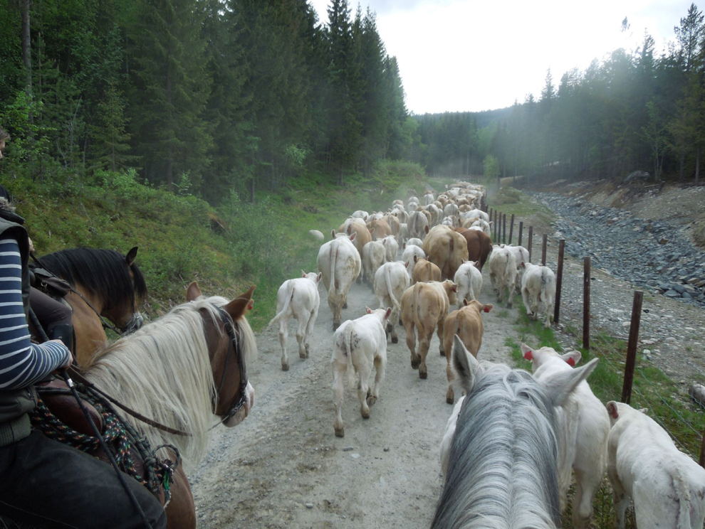 gjeter dyr fra hest