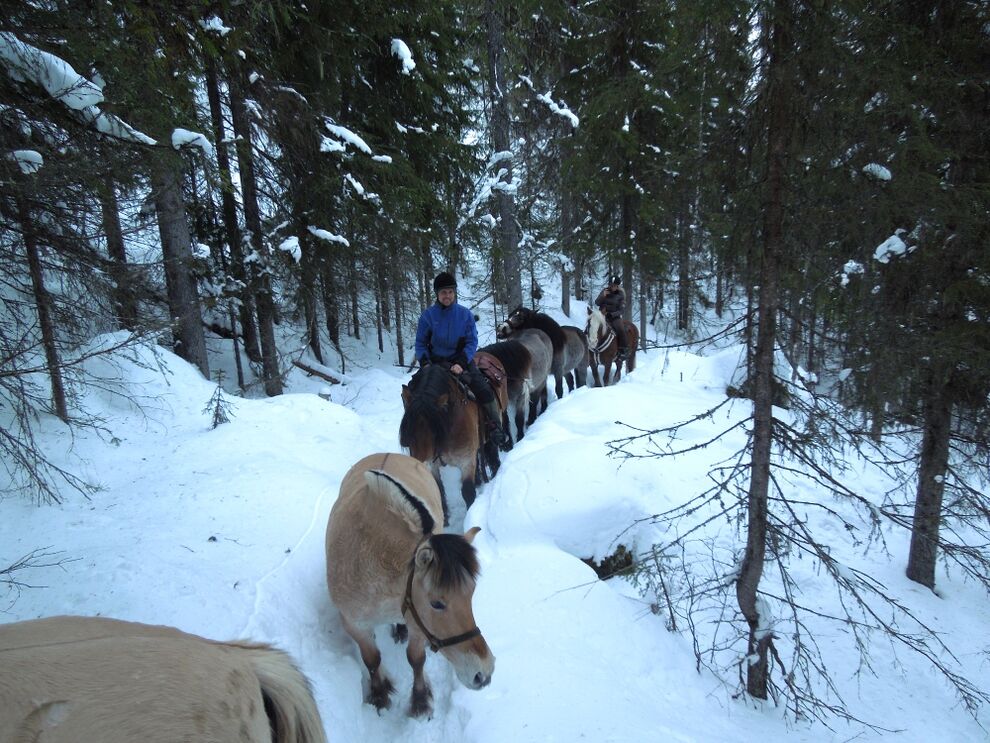 ridetur skog elg