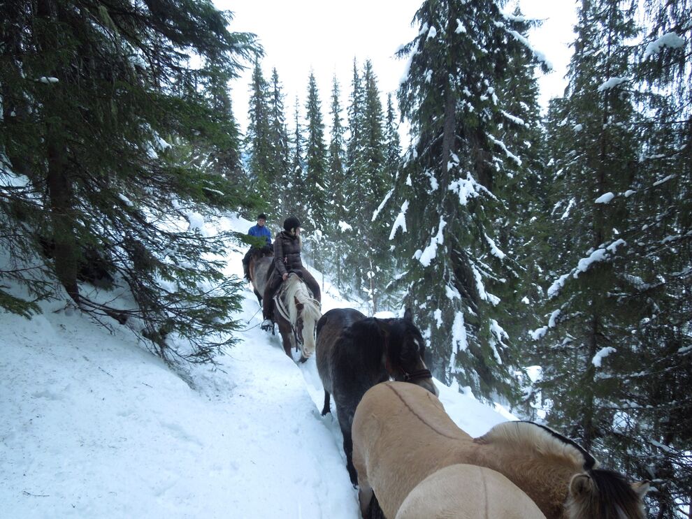 ridetur skog elg