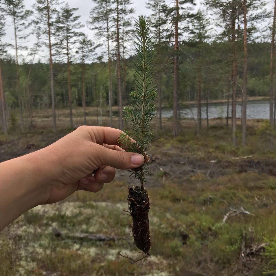 planting av skog@