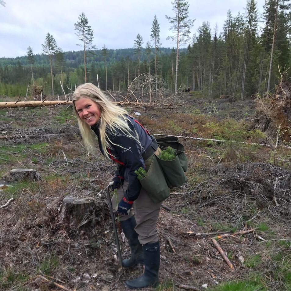 planting av skog 