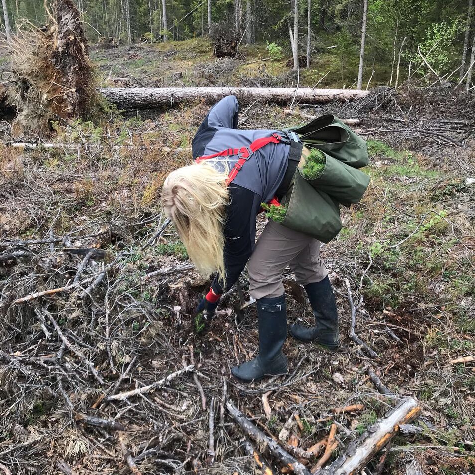 planting av skog 