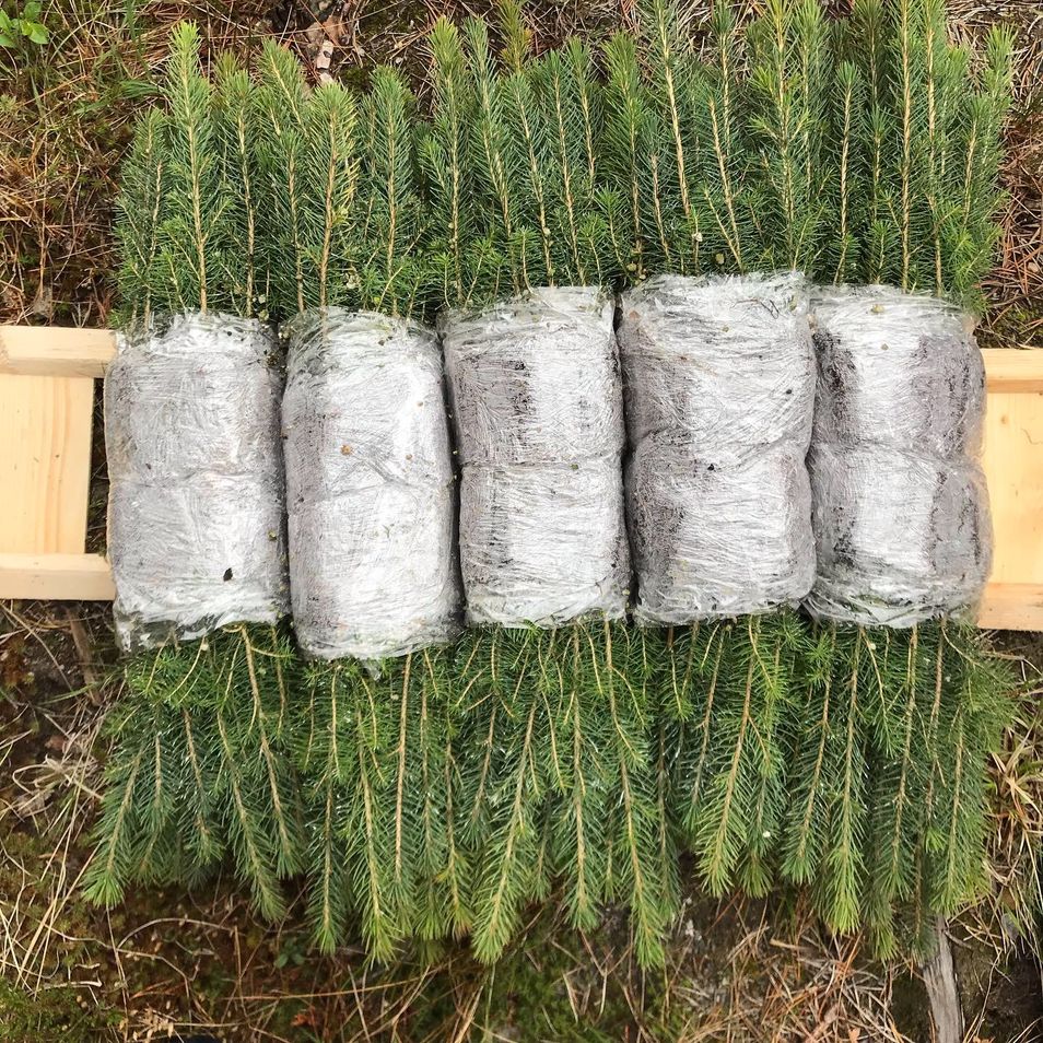 granplanter til planting i skog 