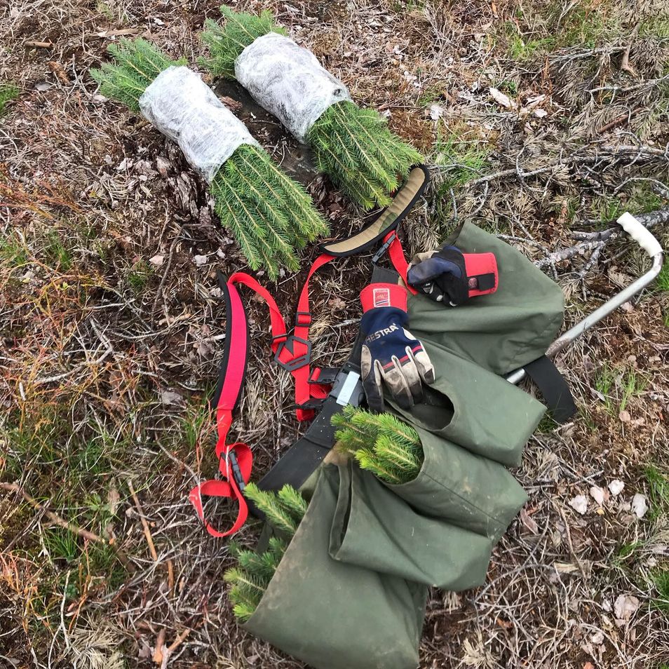 planting av skog