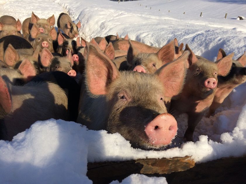 gris i snø