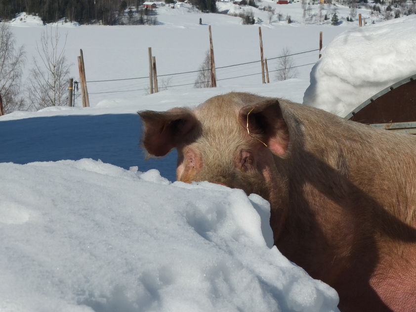 gris snø ute