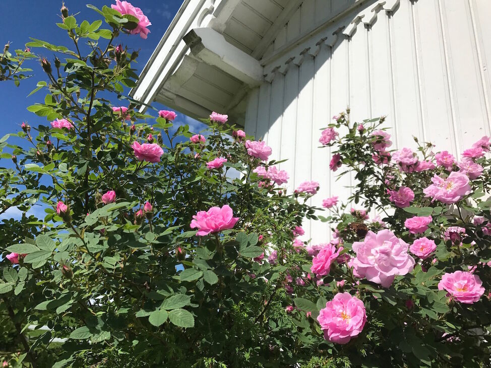 hurdalsrose