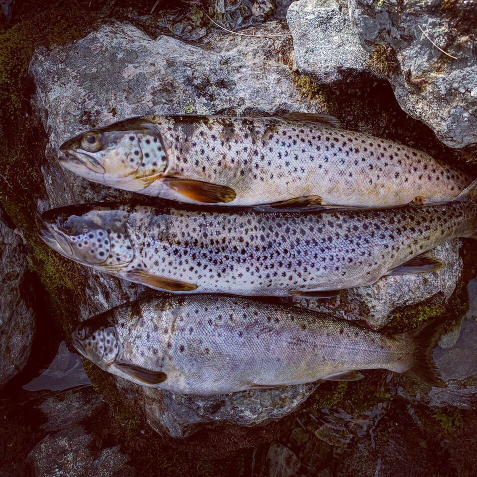 fjellørret