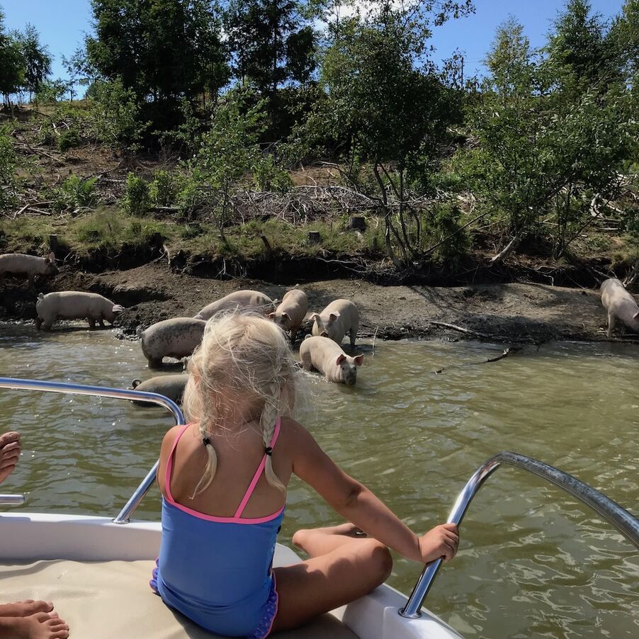PigBeach