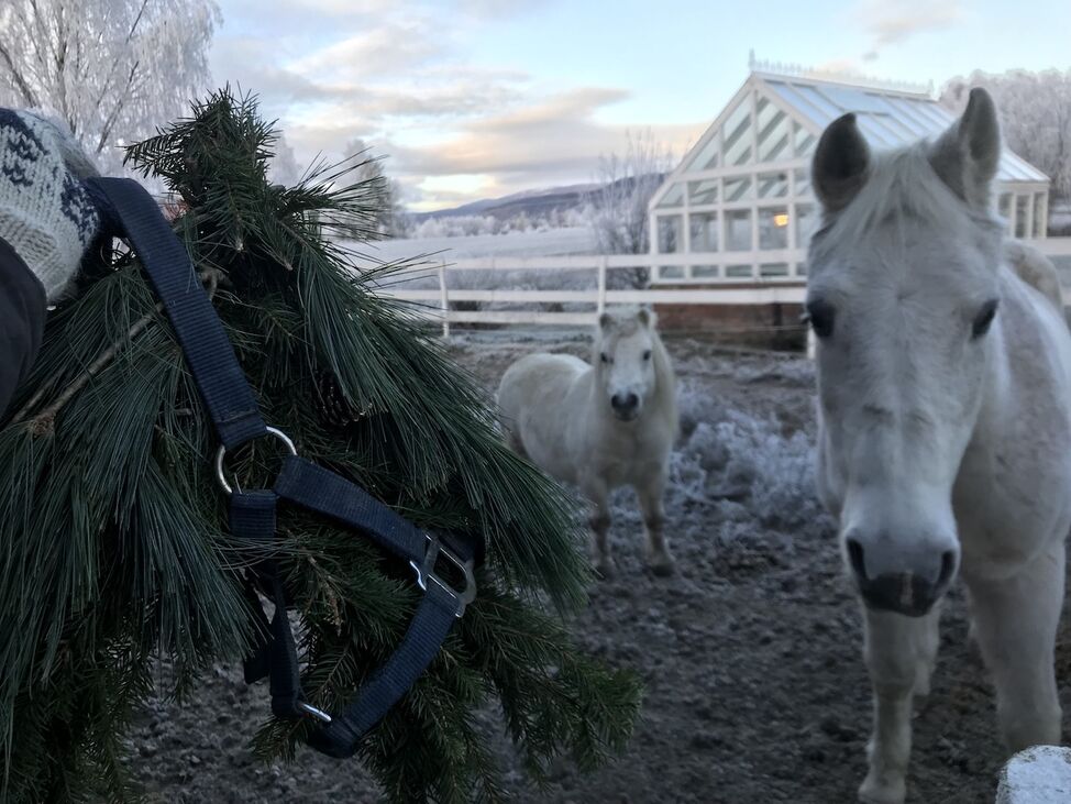 Hestekrans jul diy 
