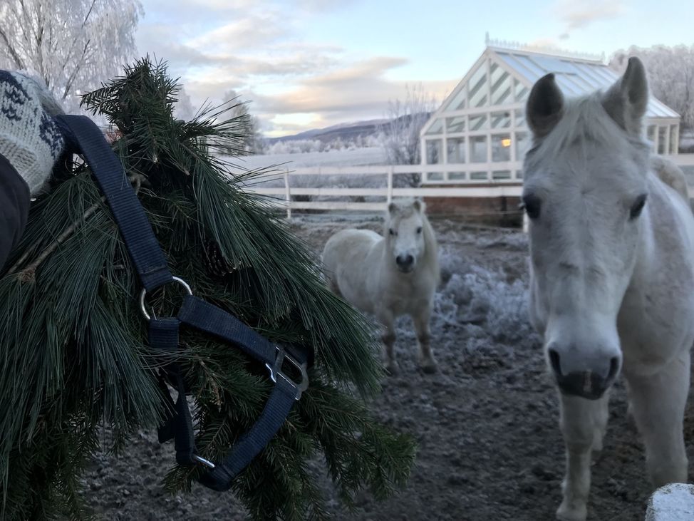 Hestekrans jul diy 