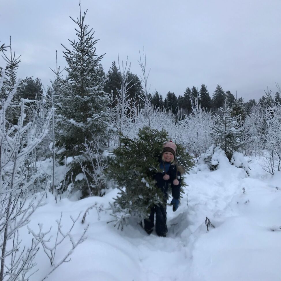 juletrær