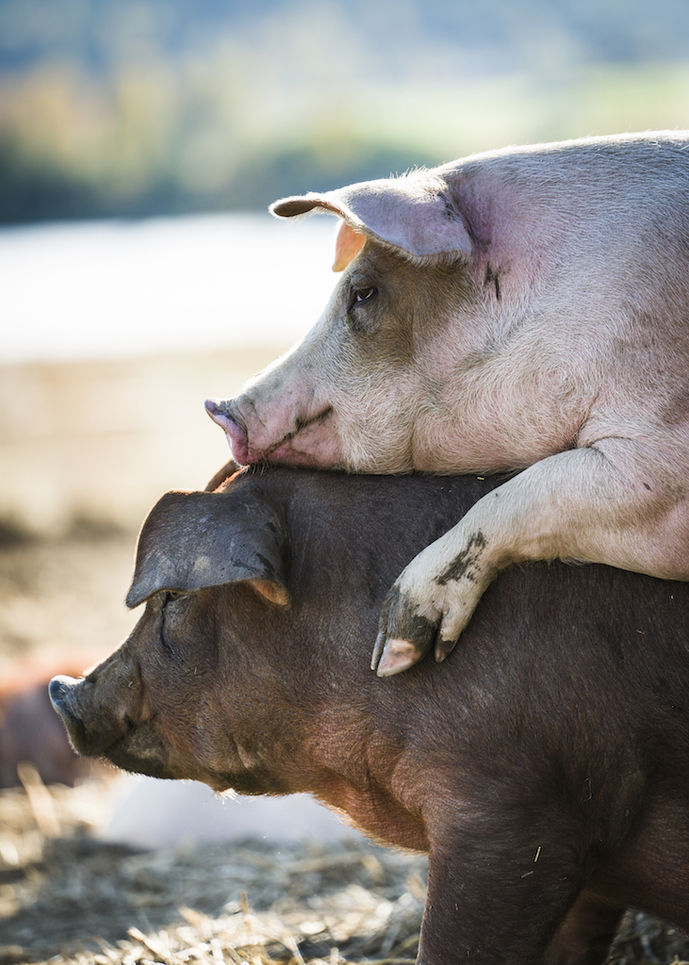 HappyPig nedre skinnes gård